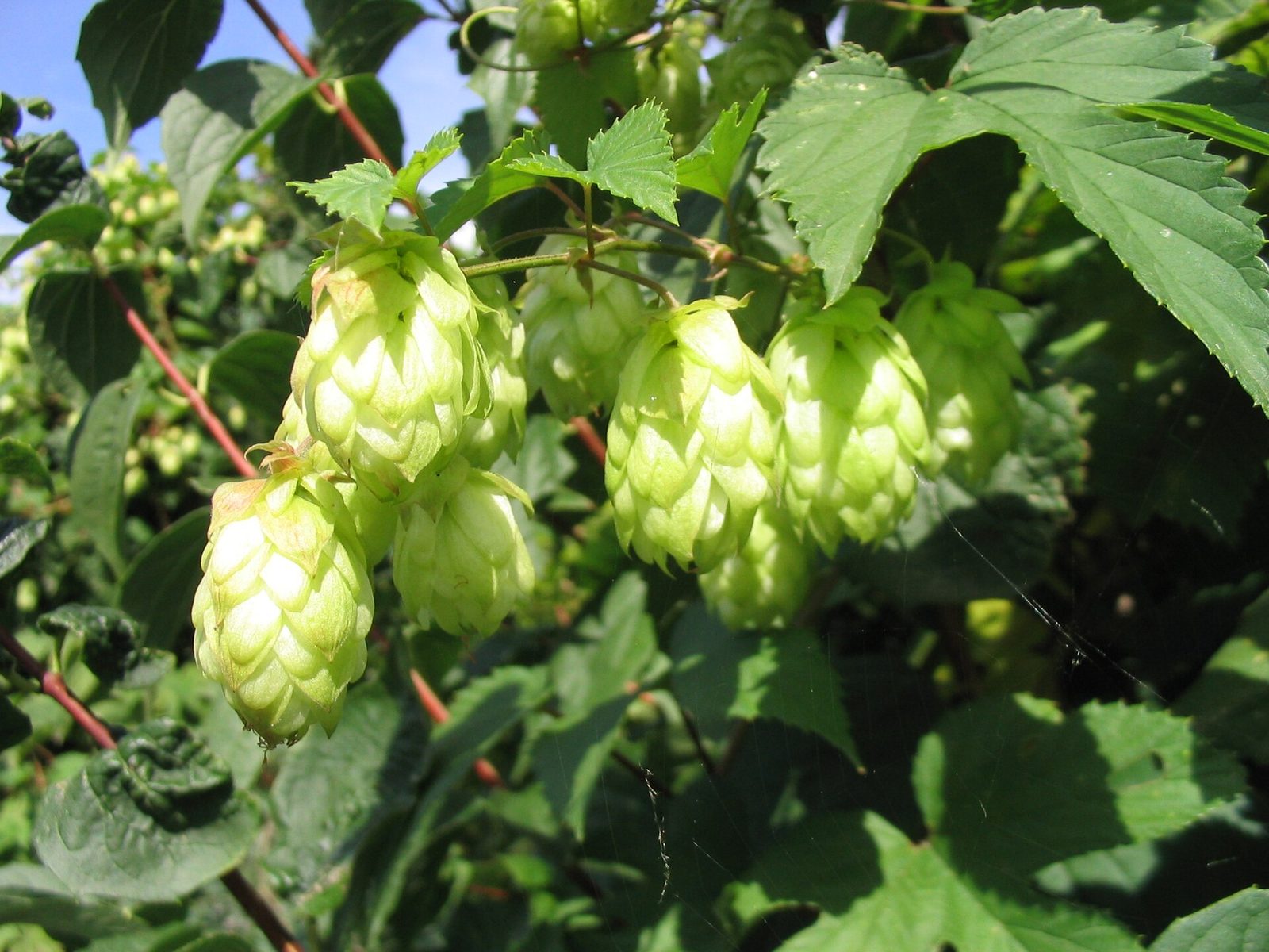 Groene hopbellen hangen tussen de bladeren van een hopplant.