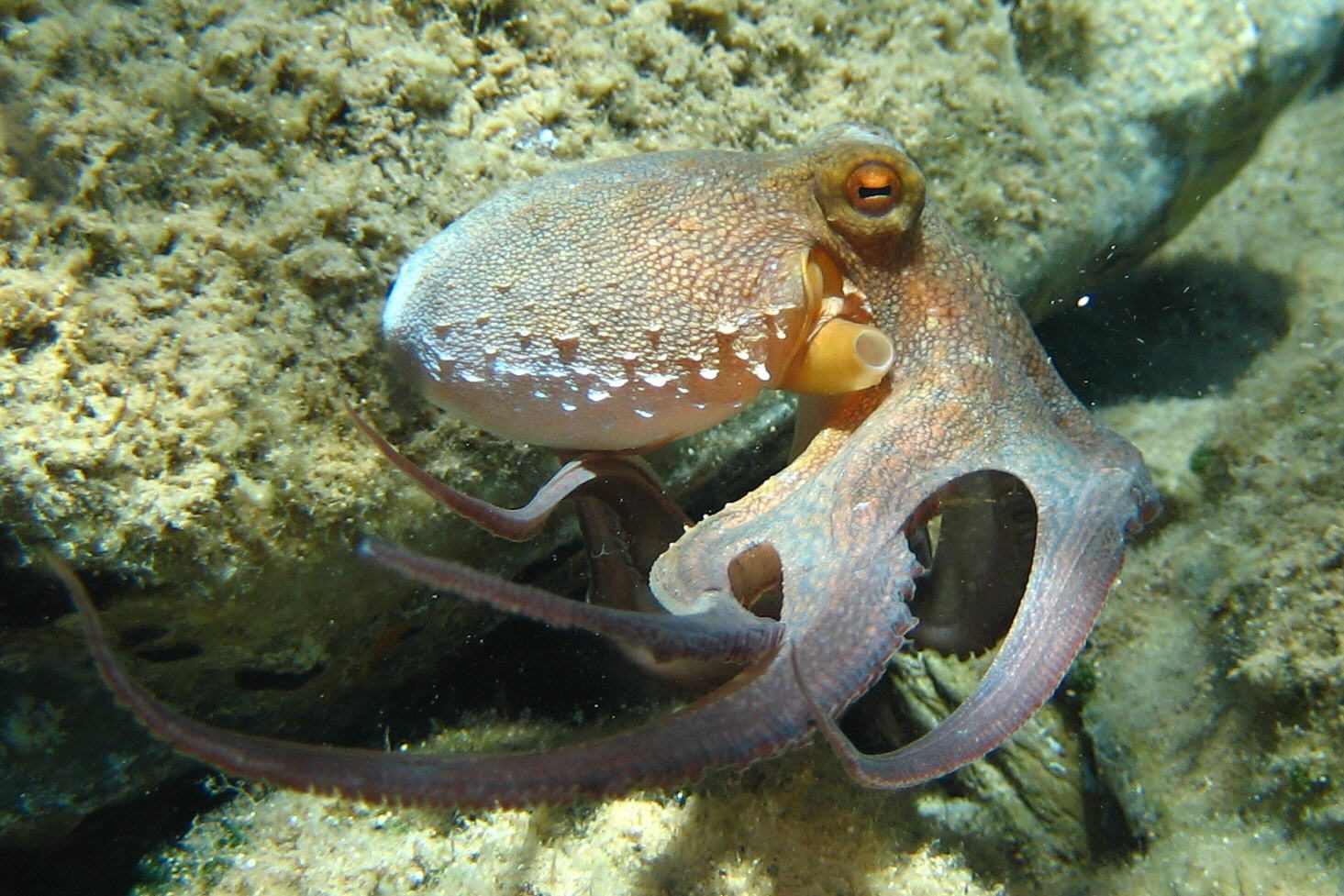 Een gewone octopus met een oranje oog zit onder water op een rots begroeid met algen.