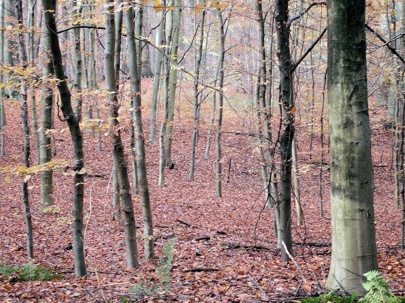 Hoge boomstammen in een bos met veel bruine herfstbladeren op de bosgrond.