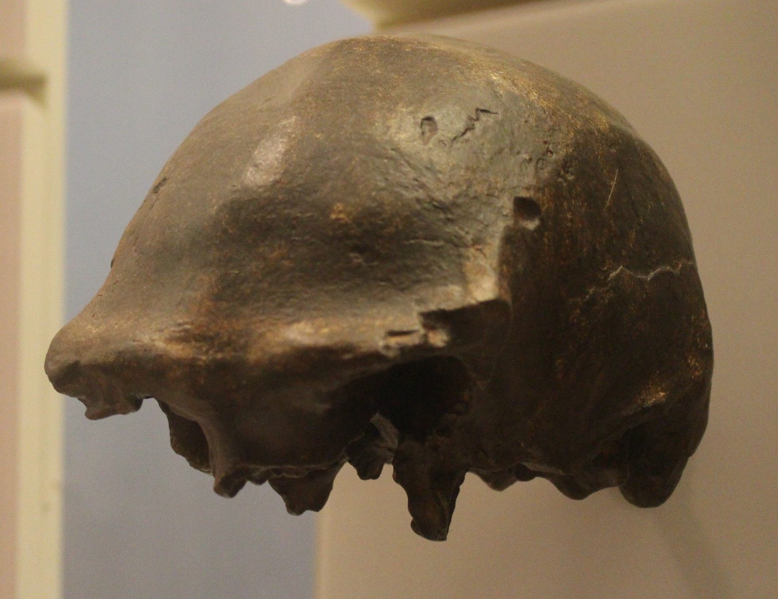 Een donkere replica van een oude Homo erectus-schedel die in een museum wordt tentoongesteld.