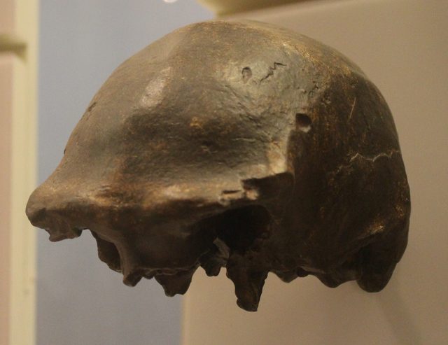 Een donkere replica van een oude Homo erectus-schedel die in een museum wordt tentoongesteld.