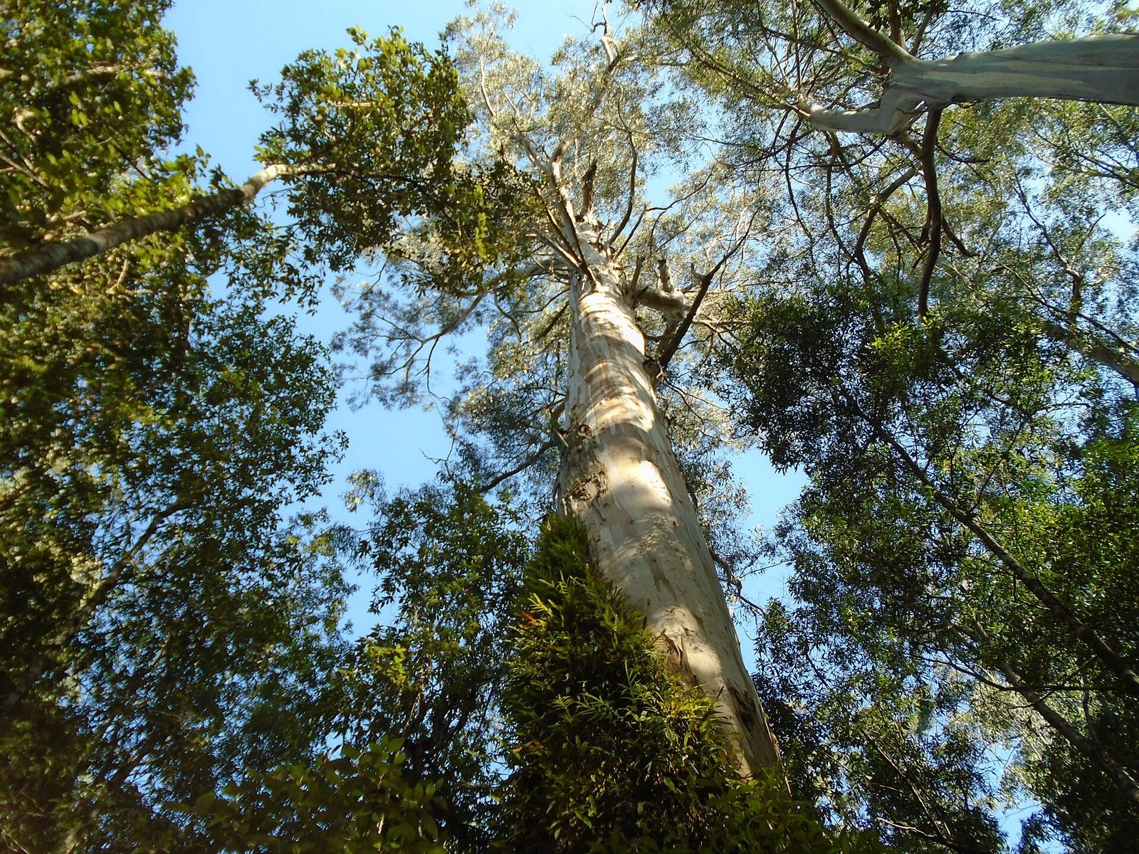 Een hoge eucalyptusboom met een lichte stam steekt omhoog tussen groene bomen onder een blauwe lucht.