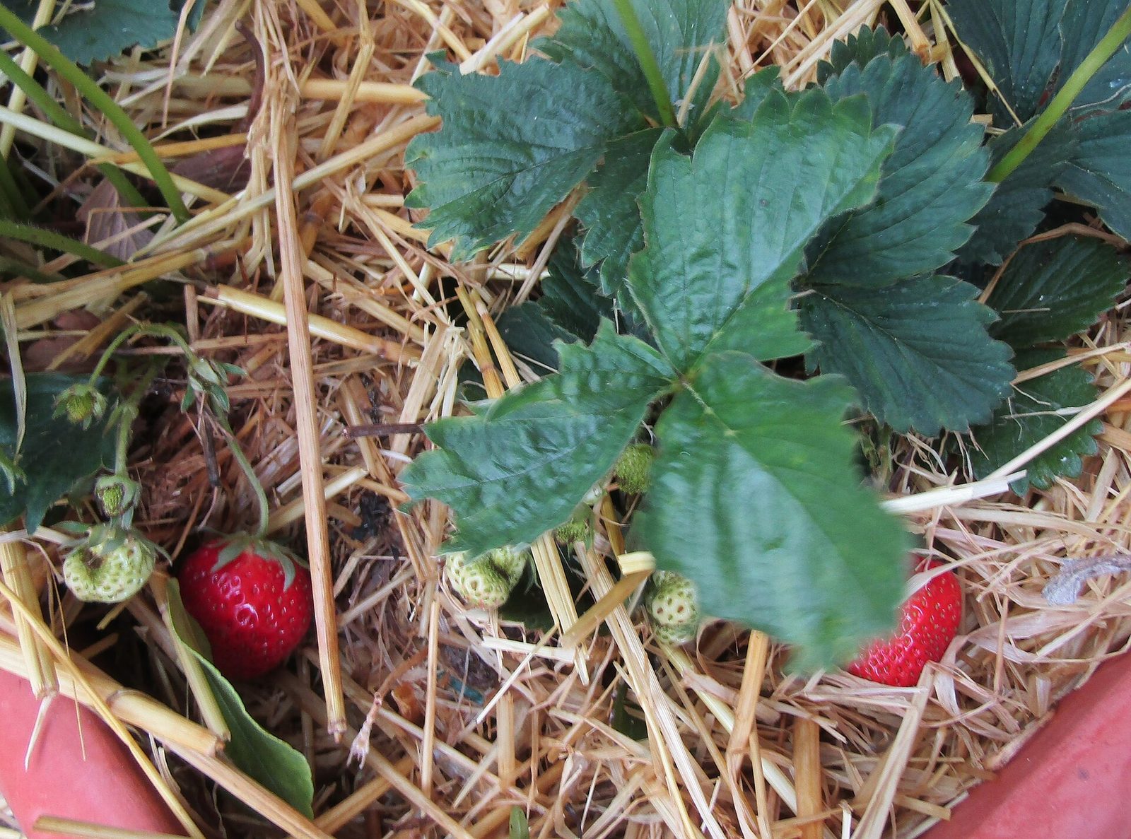Een aardbeiplant met grote groene bladeren en twee rode aardbeien tussen het stro in een pot.