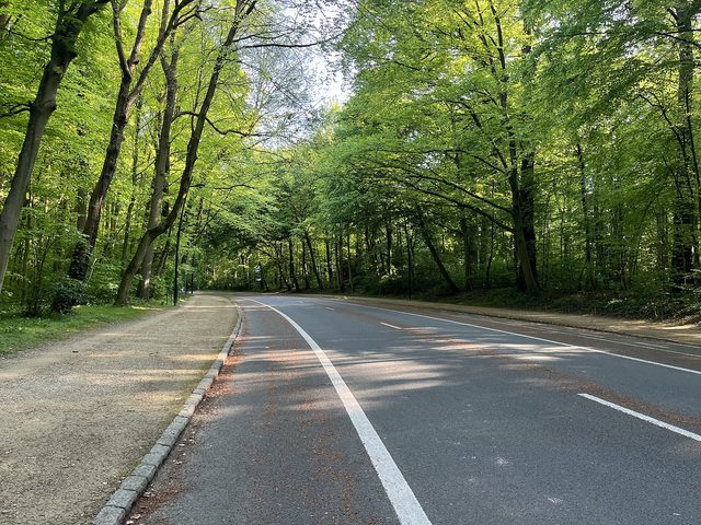 Een rustige weg loopt tussen hoge groene bomen door in het Terkamerenbos.
