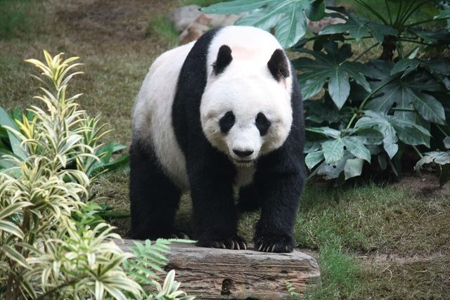 Een reuzenpanda met zwart-witte vacht staat op een houten blok tussen groene planten en kijkt recht naar voren.