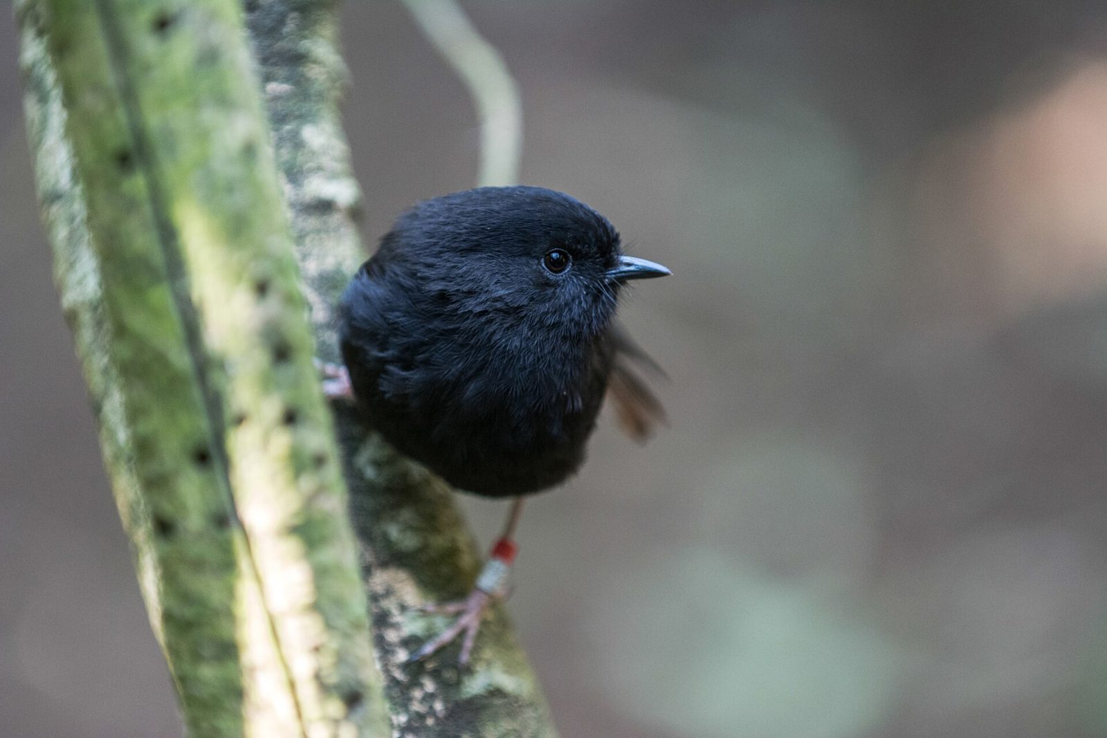 Een kleine zwarte vogel met een rond lijfje zit op een met mos begroeide tak.