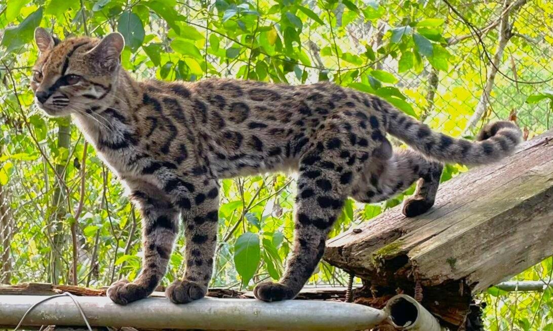 Een kleine gevlekte wilde kat staat op een houten balk tussen groene bladeren.