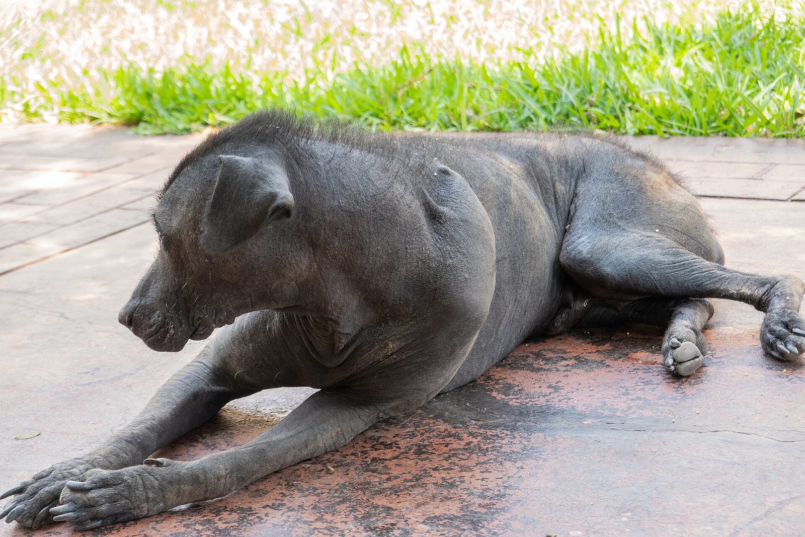 Een donkergrijze haarloze hond ligt ontspannen op een stenen terras met gras op de achtergrond.