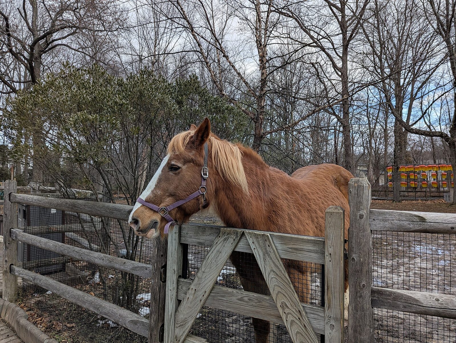 Een bruin paard met blonde manen steekt zijn kop over een houten hek.