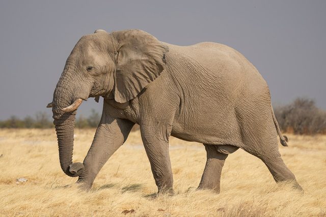 Een grote olifant met slagtanden loopt door geel gras in de Afrikaanse savanne.