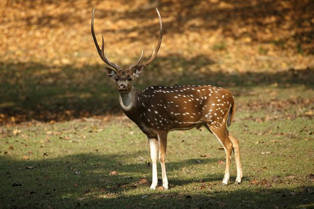 Een chital-hert met een groot gewei en witte vlekken staat in de schaduw op het gras.