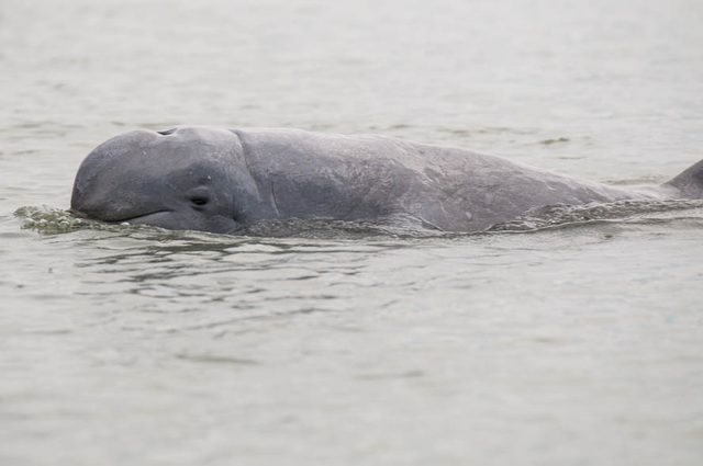 Een grijze Irrawaddy-dolfijn met een ronde kop steekt boven het water uit.