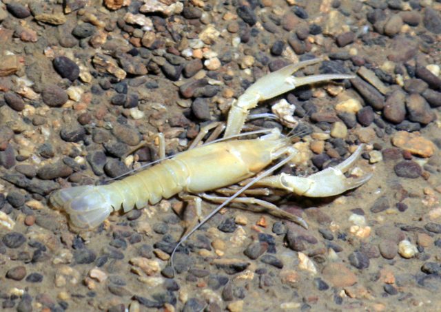 Een bleke rivierkreeft met grote scharen kruipt over een bodem van kleine stenen in het water.